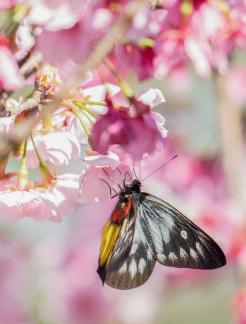 Butterfly romance