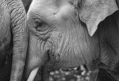 Elephant smile