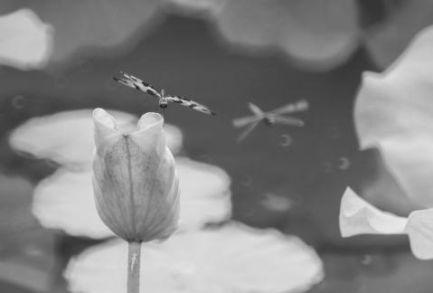 Fly with the Dragonfly
