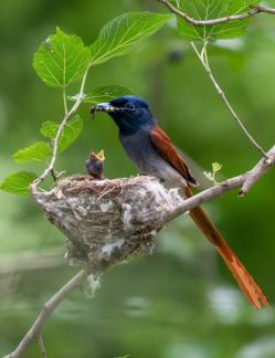 Fly catcher feeding young