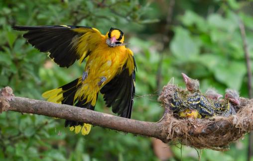 Oriolus chinensis family