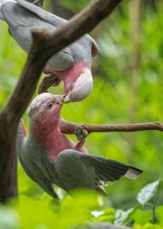 Love in pink