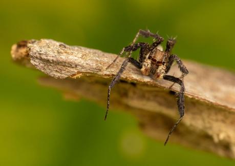 Spider choice