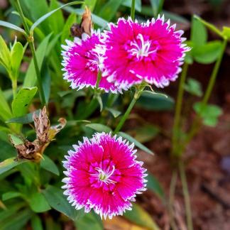 Rural wildflowers 7