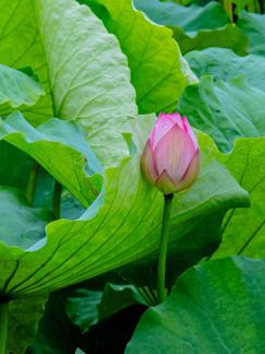 Yellow flower 4