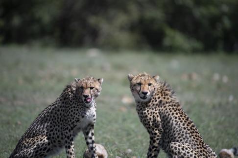 Cheetahs with spotted coats17