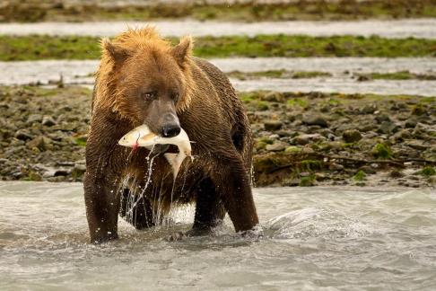 Bear   the Salmon