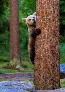 Learning to Climb