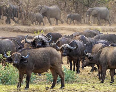 Buffalo w Elephants Passing By