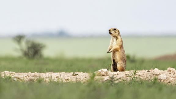 Prairie Dog Sentinel