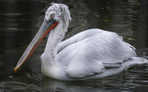 Angry White Pelican