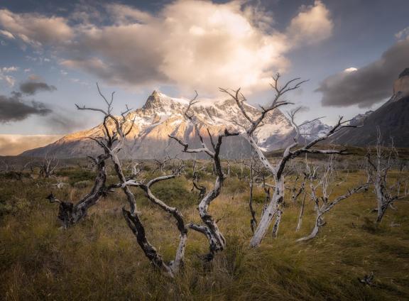 Patagonia Dead Trees 01
