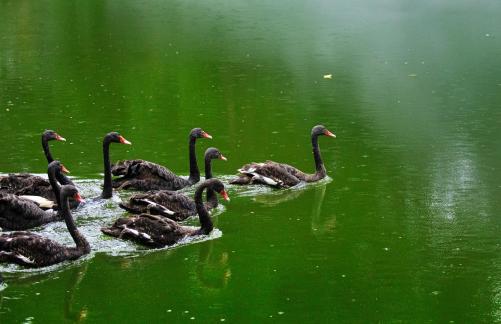 Eight swimming ducks