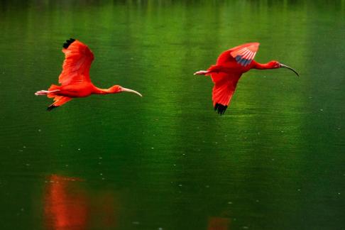 Two red flying birds