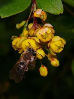 Bee Gathering Honey