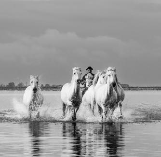 Camargue horses in gallop 16