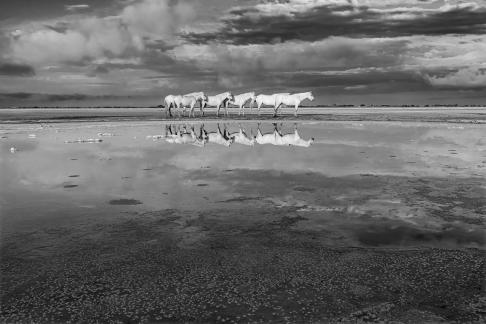 Reflection of Camargue horses 11