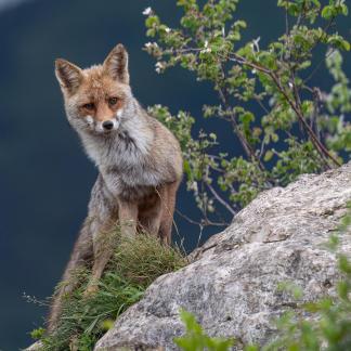 Fox posing on the rock 14