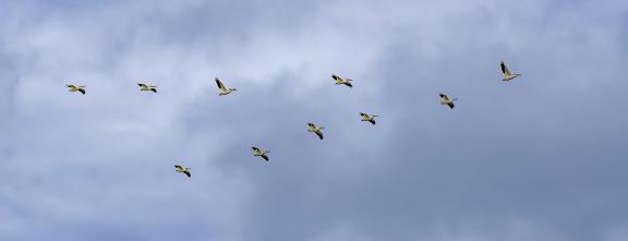 Pelicans In Formation