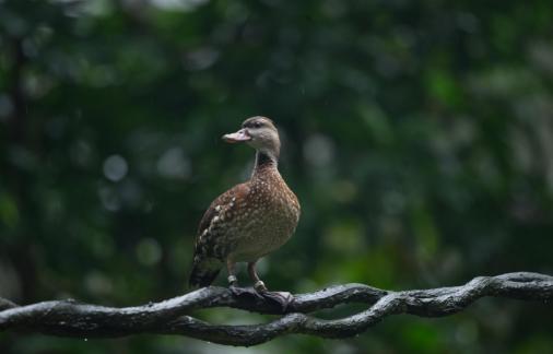 Spotted whistling duck