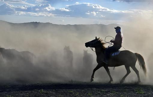 Horses in dust storm
