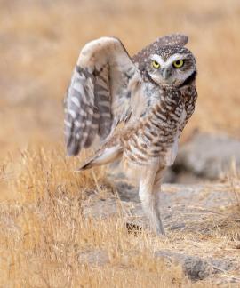 burrowing owl stretching its wings
