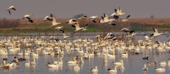 Snow Geese taking off