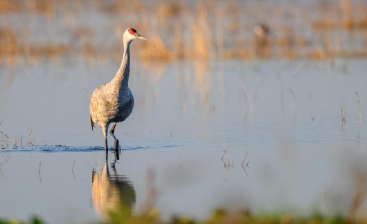 Lone Crane in Water