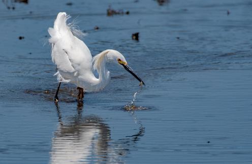 Snowy Egret with Little Fish