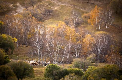 Golden Autumn Ranch1