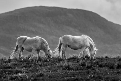 Two horses in Lochmaddy
