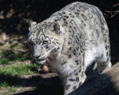 Snow Leopard Coming