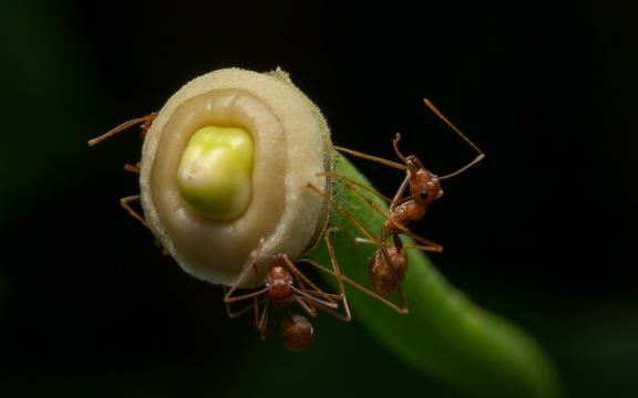 Ants World 04