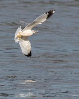 Gull with catch