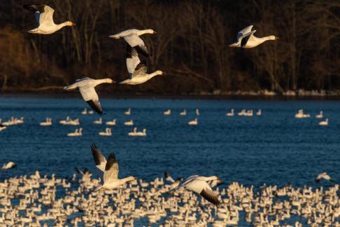 Snow geese sunset flying