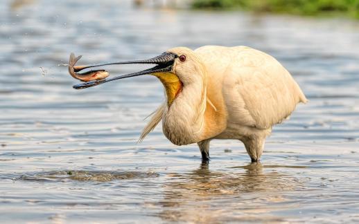 Spoonbill with fish