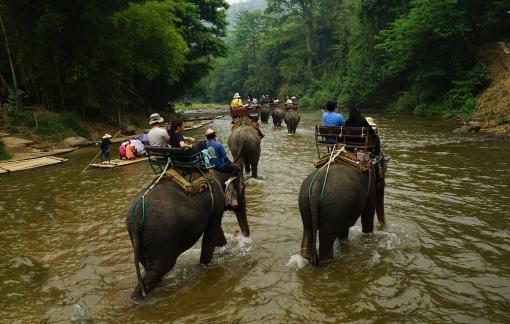 Elephants wading the river