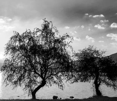 Tree shade by the lake