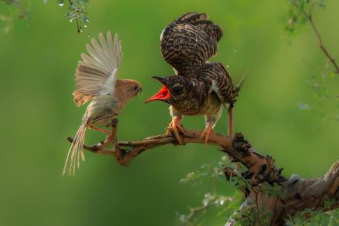brownheaded crow feeds the cuckoo