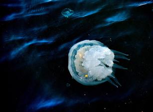 Jellyfish202412