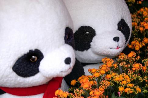 Two pandas