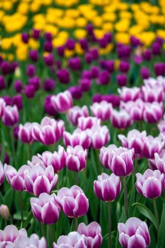 Flowers show(7)