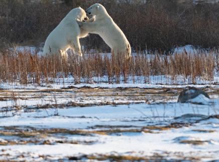 Artic games5
