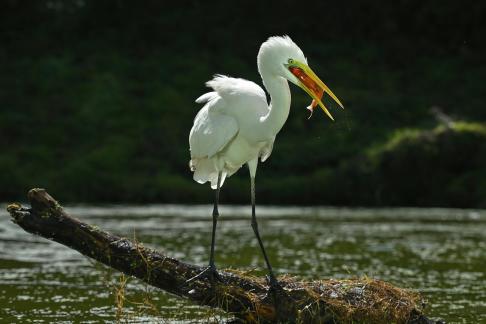 Burung Kuntul