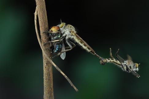Mating Robberfly 2