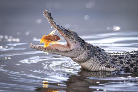 jumping to the big mouth