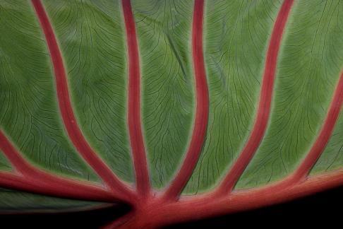 vein