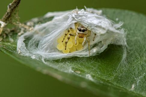 Jumping Spider Delivery Room