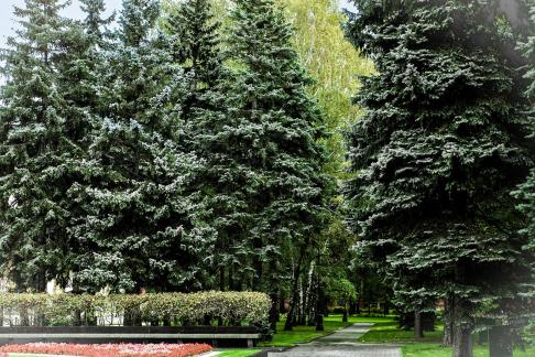 The TowerPine Forest in the Kremlin