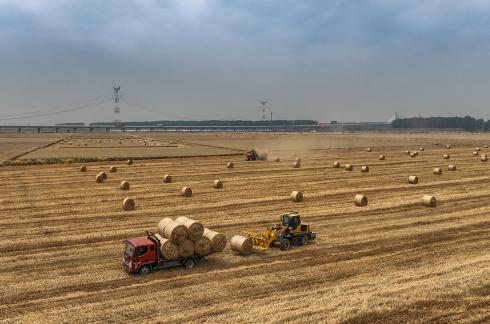 Wheat harvest season
